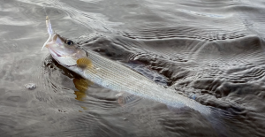Озерная рыбалка в СТЦ "Дальние Зеленцы"