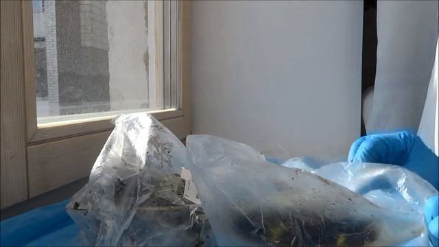 Сколько дней всходят семена сладкого перца: свои семена.