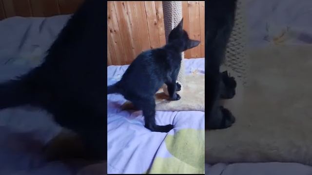 Котенку нужен дом! г. Москва смотреть онлайн