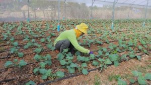 Best Ways to Grow Broccoli in Net House - Complete Guide