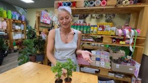 Полисциас Парсли - неприхотливое комнатное растение | Отличный вариант для минисадика