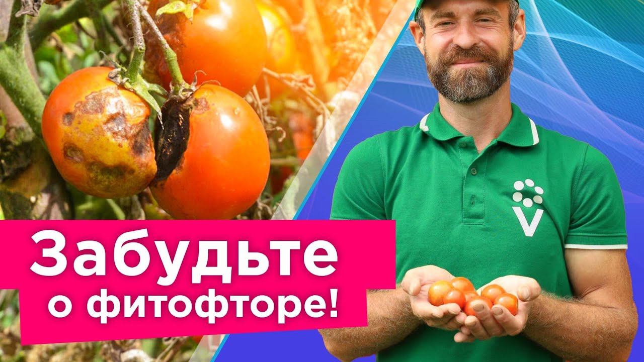 КАК Я СПАС ТОМАТЫ ОТ ФИТОФТОРЫ без чудо-средств, а доступными способами
