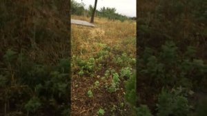 Минеральные воды, памятник / могила жертв Холокоста, Ставропольский край / евреи Кисловодск
