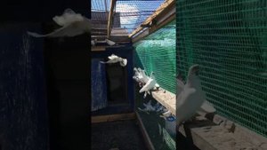 Пакистанские высоколётные голуби. Курган .
