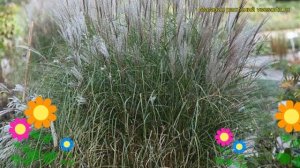 Мискантус китайский Клейн Силберспайн. Краткий обзор miscanthus sinensis Kleine Silberspinne