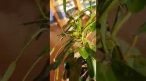 Укореняю Кротон мать и дитя июль 2020. Новые цветочки из уценки.