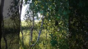 Подлесные Новоселки. Летнее. Брянская область. Севский район