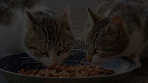 Кошки в Исламе