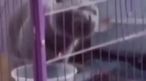 Зачем довели котика