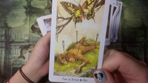 ?Таро Дикого леса/Wild Wood Tarot (реплика АлиЭкспресс). Обзор колоды