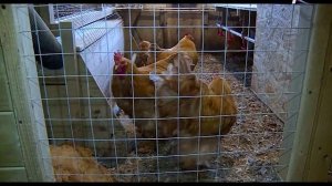 Малая Родина. Деревня Горнешно Окуловского района