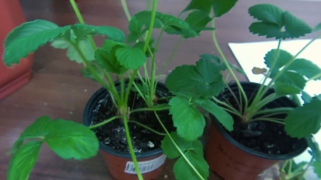 Выращиваем белый гриб в клубнике промежуточный результат часть 3. смотреть онлайн