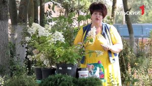 гортензия метельчатая