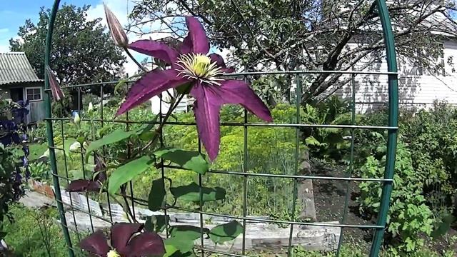 Собираюсь на праздник Стригу айву Мои цветы смотреть онлайн