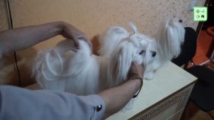 Всё о породе Мальтийская болонка - Мальтезе.