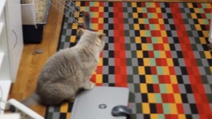 Шиншилла и кошка! Chinchilla and Cat! (Bobby VS Plyusha)