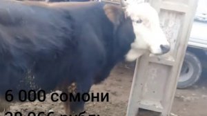 МОЛБОЗОРИ УЯЛИ 13 12 2020