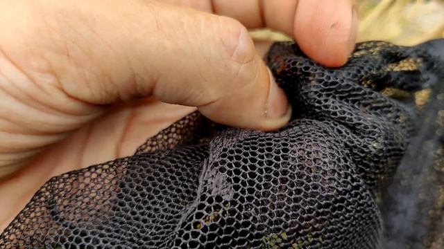 ?Шок! Жалят пчела плотник, Шмель обыкновенный, Сколия Гигантская. Словил анафилактический шок ? смотреть онлайн