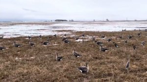 Охота на гуся 2022 Открытие Владимирской - вести с полей