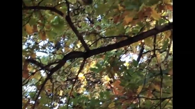 Белочка - ниндзя))) #видео#белка#ниндзя