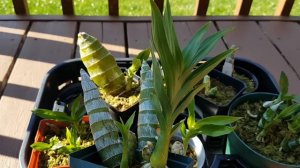 天鹅兰室外生长现状 Catasetum and Cycnoches