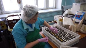 Изготовление конфет вручную на фабрике "Краскон"