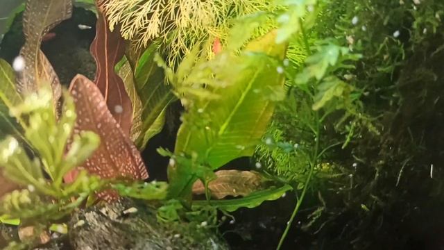 Добавила освещение в креветочник/ Интересные листья у эхинодоруса Магрибинец смотреть онлайн