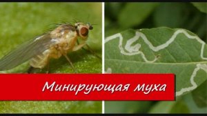 Опасные вредители огурцов