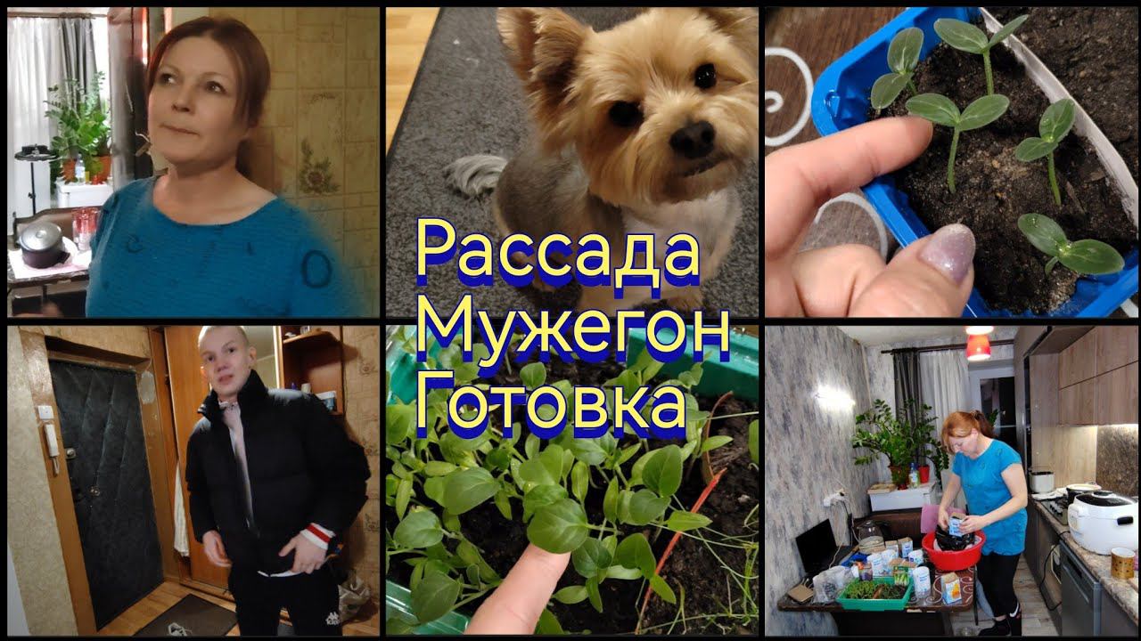 Про замиакулькас / Рассадила баклажаны /Готовка