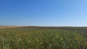 Открытие охоты на перепёлку.