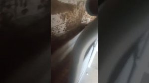 стойло для быков