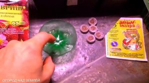 КЛУБНИКА ИЗ СЕМЯН/ДВА СПОСОБА ПОСАДКИ.