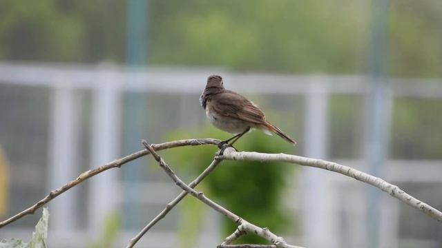 Биосфера. Дух Шаляпина с нами! Старый варакушка исполняет свою гениальную оперную партию!!!