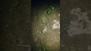 Охота на медведку. Как самец зазывает самок.