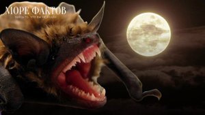 ИНТЕРЕСНЫЕ ФАКТЫ О ЖИВОТНЫХ| Летучие мыши