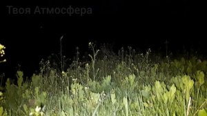 Звуки кваканья лягушек на речке ночью в селе