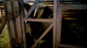 Карелия. Питомник собак Хаски.  Карельский Дед Мороз Талви Укко.