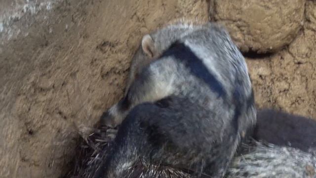 Гигантский муравьед с детенышем. 14.04.2022 смотреть онлайн