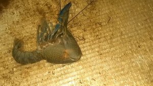 Линька рака