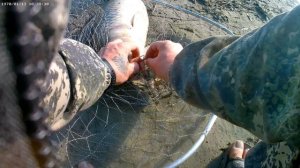 Обской сазан,10кг.