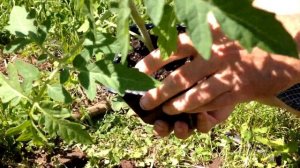 ? ? #3 Высаживаю рассаду томатов в некопанную почву. | Помидоры в открытом грунте от и до