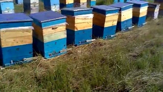 Пасека на кочевке