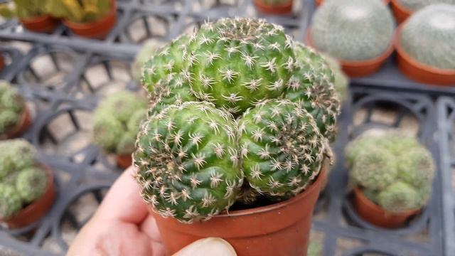 Cactus Hybrid - Multi Heads