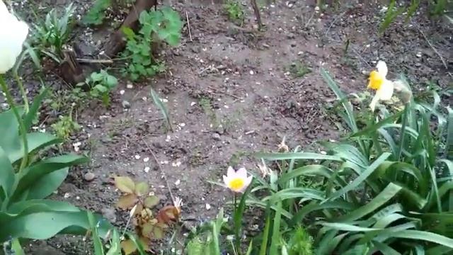 А вы видели как цветет миндаль? смотреть онлайн