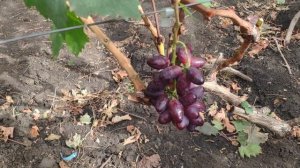 Виноград Красная пуля (Сюзанна)