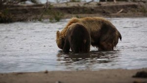 Медведь поймал рыбу