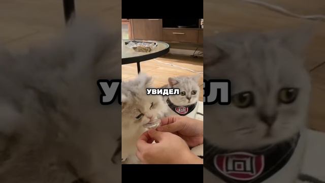 Бедный котик😭. Хочу забрать кота Суши!!!