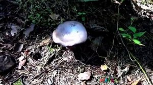 Грибы Зонтики и Паутинники съедобные. Как распознать.