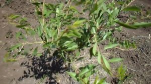 Обрезка обломка миндаля весна лето 1-2 год