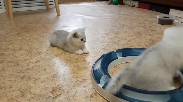 Британские серебристые шиншиллы(2)